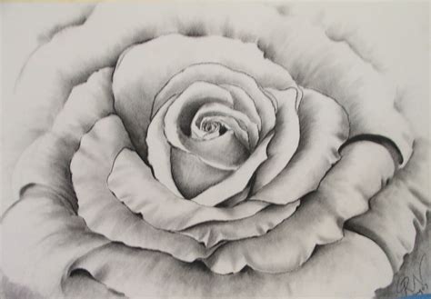 488x650 stunning flowers charcoal drawings and illustrations for sale. How To Draw Roses Using Charcoal | Rose - Charcoal ...