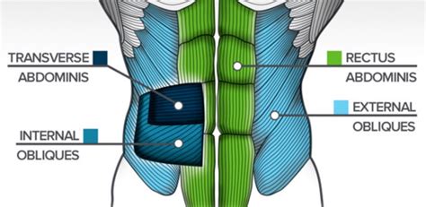 Posterior rami of the lower cervical spinal nerves. My back hurts, so is my 'core' unstable? | Luke Rickards ...