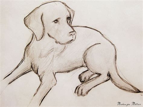 For anyone who loves to draw animals and wants to learn how to do it labrador puppies are true friends, for both children and adults. Labrador Drawing by SweetSurrender13 | pet stuffs ...