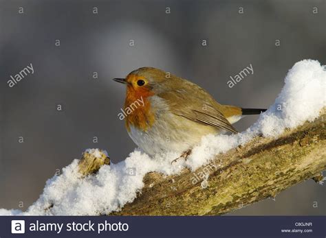 Aufgrund der besorgniserregenden lage in europa und wegen der anhaltend tiefentemperaturen in nordeuropa verlängert das bundesamt für lebensmittelsicherheit und veterinärwesen (blv). Swiss, Schweiz, Rheineck, Vogelgrippe, Marsh Tit, Robin ...