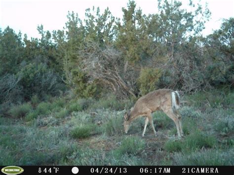 Sharing my honey holes | west & south. Set my camera in my honey hole - Bowhunting for Coues Deer ...