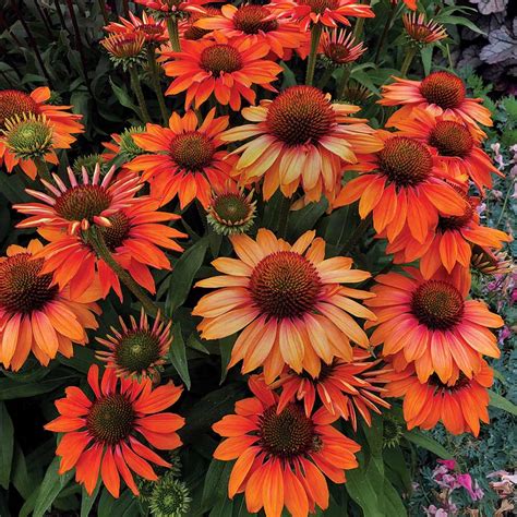 Ponuda u letku traje od 8.4. Echinacea PRIMA™ Ginger | TERRA NOVA® Nurseries, Inc.