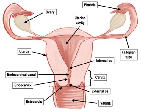 Functionally related organs often cooperate to form whole organ systems. Cock In Cervix Diagram