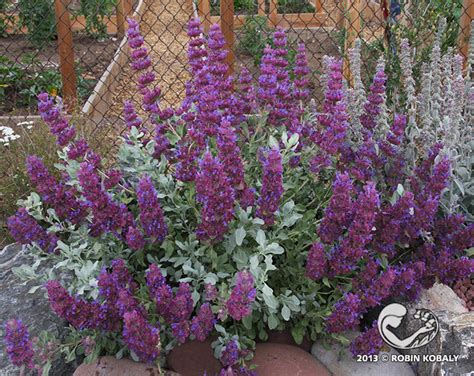 15 top native plants of southern california. Plant of the Month - June : The Power of Plants