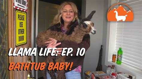 A baby bathtub will help you prop up a wriggling newborn. Bathtub Baby! - Ep.10 - Llama Life - YouTube
