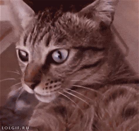 cats gifs