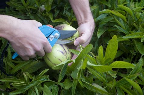 Können sie überreif werden und am stock verderben? Birnenmelone ernten » Wann ist Erntezeit der leckeren Melone?