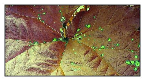 La racine et les feuilles de rhubarbe peuvent être utilisées pour colorer les cheveux. Feuille de rhubarbe sauvage photo et image | plantes ...