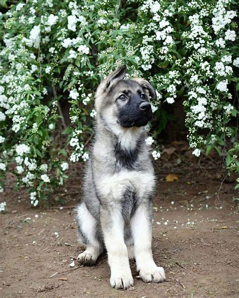 You will not be disappointed with the west german line dog! Dogs must wait for the command to go out of the door/gate ...