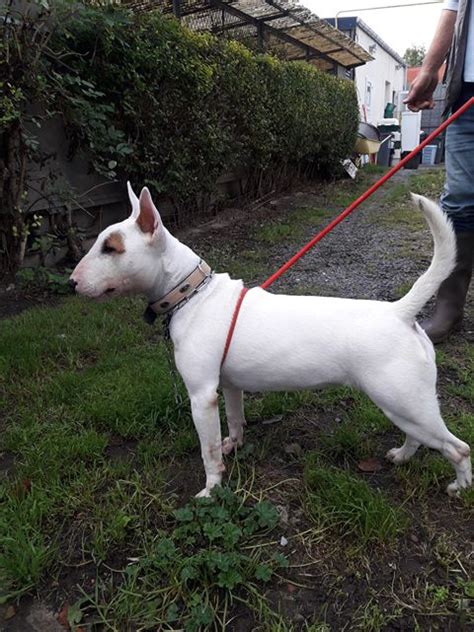 Full content visible, double tap to read brief content. KIM-250269811671XXX | Alerte à Malibull