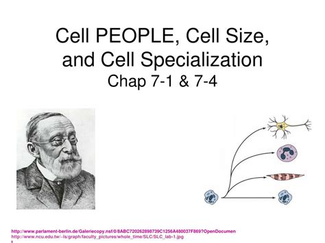 The module looks at similarities and differences between different types of cells and the relationship between cell structure and function. PPT - Cell PEOPLE, Cell Size, and Cell Specialization Chap 7-1 & 7-4 PowerPoint Presentation ...