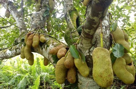 #aun cempedak cempedak terg tergolong olong daun tungg tunggal al deng dengan an tekst tekstur ur lebih lemas diban dibanding dingkan kan daun nangka. Cara Mudah Budidaya Cempedak Unggul Bagi Pemula - Flora ...