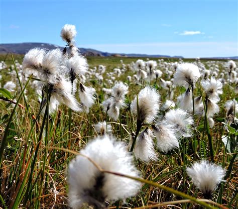 Elfshot: Arctic Cotton