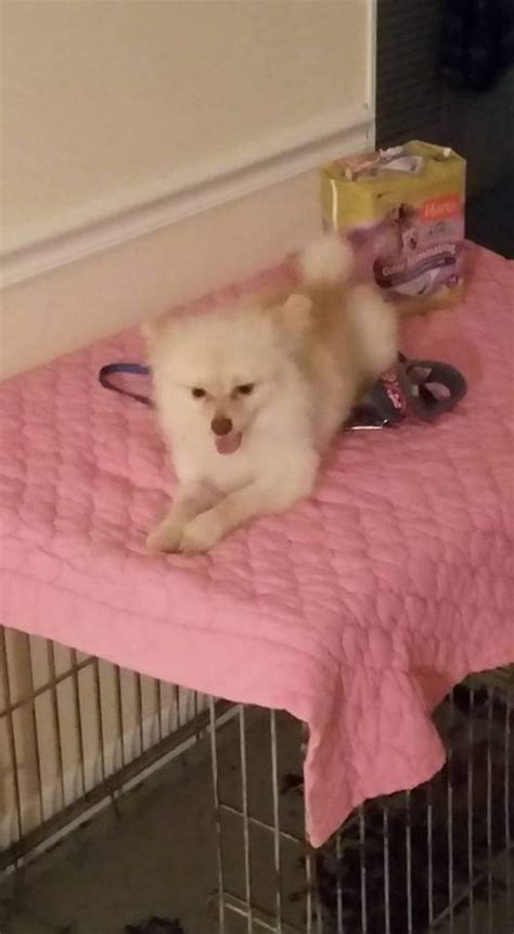 Maybe you would like to learn more about one of these? Lost, Missing Dog - Pomeranian - Savannah, GA, USA 31324 on May 11, 2016)