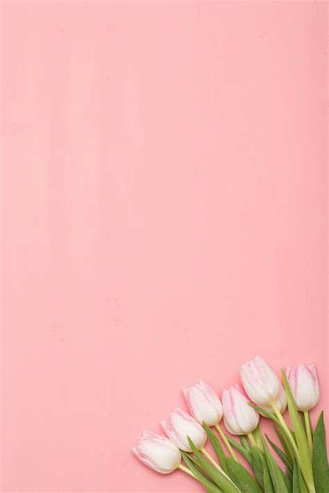 Please, do not forget to link to gambar bunga tulip png, free download page for attribution! Terbaru 15+ Frame Gambar Bunga Tulip - Koleksi Bunga HD