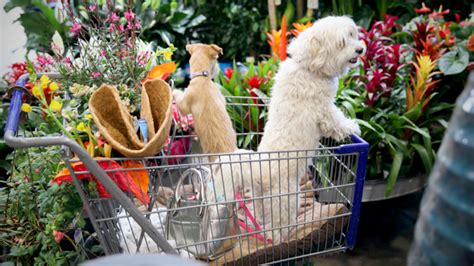 We at my pet market pride ourselves on an outstanding selection, specializing in natural, organic and holistic foods for dogs, cats, companion birds, small animals, fish and reptiles. Pet-food boom drives crop giant ADM's push in $91 billion ...