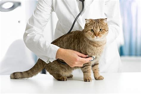 A lethargic or sedated cat is frequently a sick cat. Dilated Cardiomyopathy in Cats - Symptoms, Causes ...