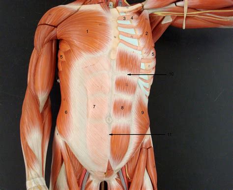 Muscles found in the deep group include the spinotransversales, erector spinae (composed of the iliocostalis, longissimus, and spinalis). Human Body Chest Muscles Diagram ~ DIAGRAM