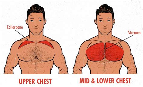 The term muscle is omitted from muscle names (except when a muscle is an origin or insertion), and the term bone is omitted from bone names. Upper Torso Muscle Name / Husosexahx16bm / Muscle between ...