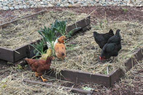 Check spelling or type a new query. Mavis Garden Blog - Free Range Chickens Will Eat Your ...