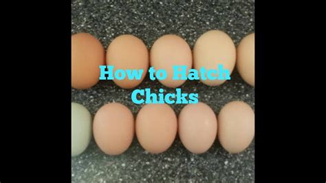 They may cut one slit, or many slits on all sides most domesticated hens do not sit on their eggs at all. How to Hatch Eggs and Improve Your Hatch Rate - YouTube