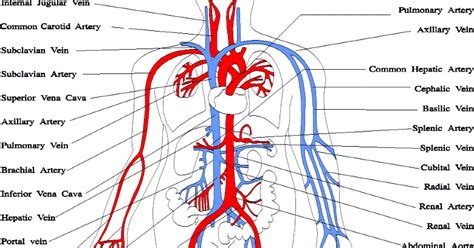 Darah rendah adalah salah satu penyakit yang bisa jadi sangat berbahaya bagi anda, ketahui gejala tekanan darah rendah (hipotensi), tidak ditentukan oleh besarnya tekanan darah dalam pembuluh. PENYELIDIKAN DAN FAKTA TENTANG DARAH DAN SALUR DARAH PADA ...