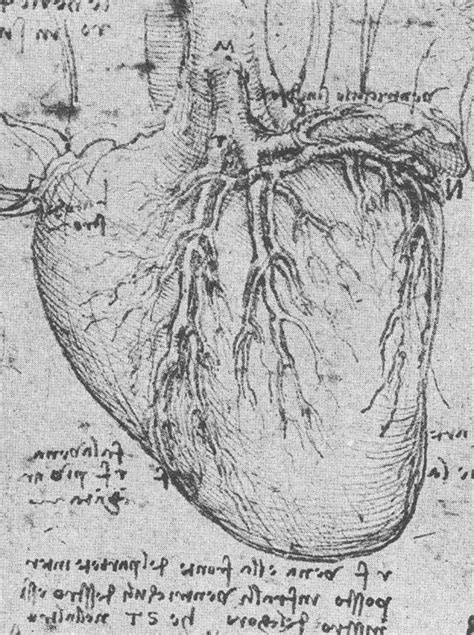Don't try to draw exactly what you see at first or your drawing could look stiff and inorganic. da Vinci and the Heart: Anatomical Exploration Through the ...