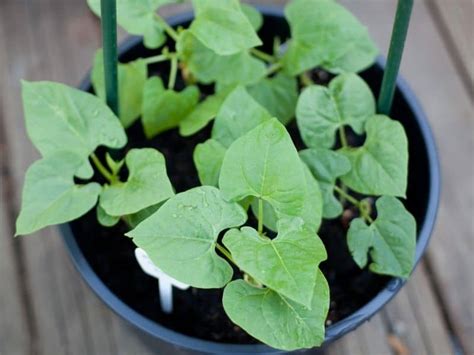 Pole beans are climbing beans that need a structure or pole to climb on. How To Grow Beans In Containers - Tips For Delicious Bush And Pole Beans