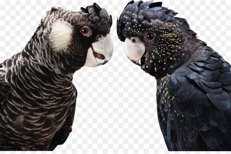 Gambar burung cililinformat png / burung bercorak | koleksi grafik untuk g… Gambar Burung Cililinformat Png - Index Of Wp Content ...