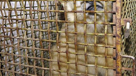 Zoo ostrava byla vybrána jako jediná, která tehdy splňovala alespoň minimální požadavky bezkontaktního chovu mohutného a agresivního sloního. Do pražské zoo přicestoval roční lední medvěd Tom - Novinky.cz