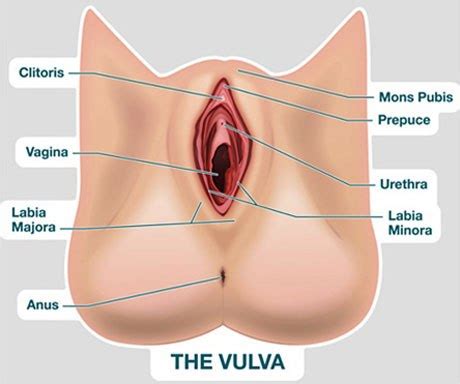 Collectively, this region is called the vulva. Female Reproductive System: Parts, Anatomy & Function ...