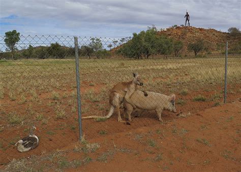 They don't allow you to buy food or a book in a physical or online store, and they're also being used for illicit activities, including money laundering, black market trading, and tax evasion. A Kangaroo Was Found 'Making Love' To A Pig. Enough ...