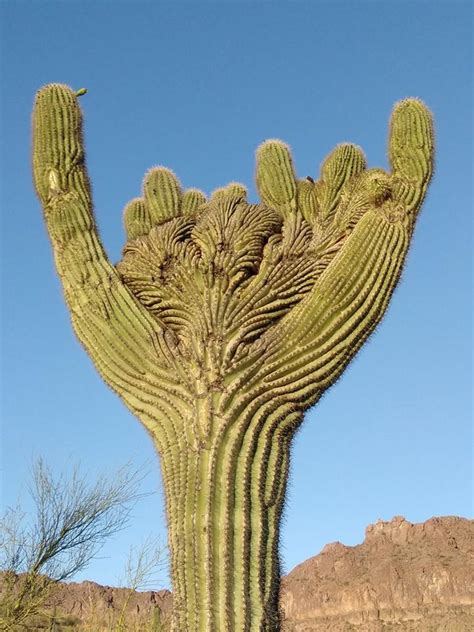 Fine example of saguaro cactus. Pop fly cactus | AZ Wonders