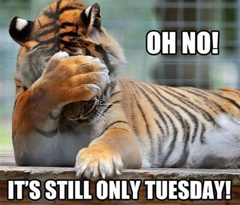 Tuesday is just a start of the week. 101 Funny Tuesday Memes When You're Happy You Survived a Workday in 2020 | Tuesday quotes funny ...