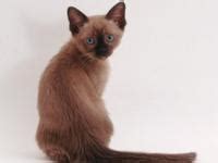Ragdoll kittens for sale milwaukee wi. Adorable Purebred Munchkin Kittens for Sale in Milwaukee ...