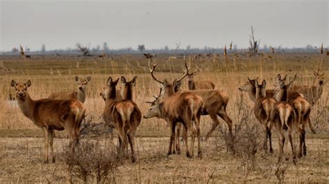 We beginnen met de geschiedenis van oostvaardersplassen in 1968, toen hier grote plassen water bleven staan in de nieuw aangelegde flevopolders. Provincie Flevoland mocht besluiten tot afschot edelherten ...