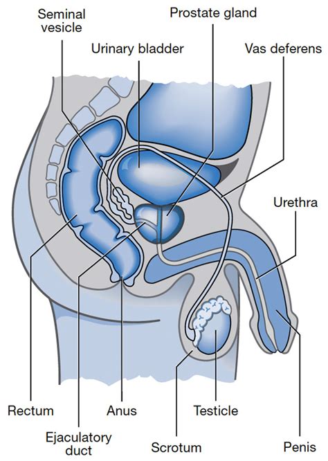 It has been there for years, maybe even a decade, growing very slowly, taking a long time just to get big enough to be discovered. What you need to know about prostate cancer | PCFA