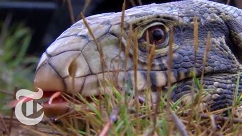 Our mission is to bring your beloved pets holistic, natural, and nutritional foods, treats, supplements, and products to provide overall quality of life. Pets Gone Wild | Retro Report | The New York Times - YouTube