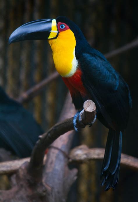 They occur in the forest and woodland areas, with a preference for humid regions. Channel-billed Toucan (Ramphastos vitellinus ariel) Tucano ...