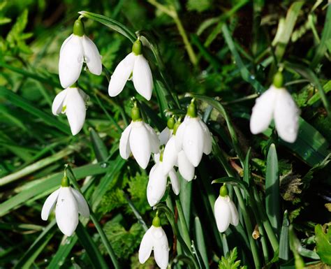 Not only does claytonia produce small, beautiful flowers in spring, but it's edible, too. Garden show, classes bring spring thoughts into bloom ...