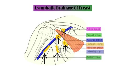 Check spelling or type a new query. Lymphatic Drainage of Breast --MRCS PART A review - YouTube