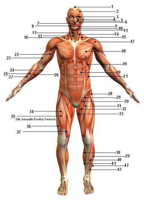 We have more than 600 individual muscles in our body, and although you're not responsible for knowing the muscle anatomy in this class, knowing that anatomy and knowing the different muscle groups and how they work. Muscular System Picture Anterior (Front) View - Sport ...