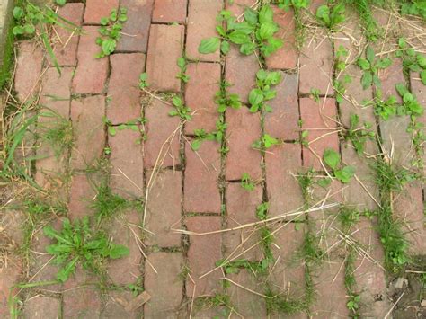 Cara melakukan penyemprotan rumput agar mati total. Cara Menghilangkan Rumput Liar di Paving, 100% Berhasil