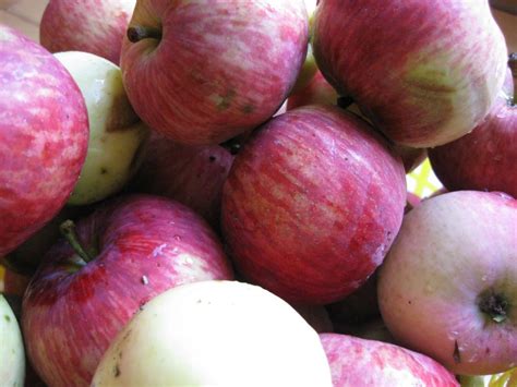 Apples often look ready to pick long before they are, so how do you know when they're really ready? Early ripe apples, the ones that fall off the tree and ...