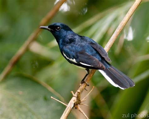 Maybe you would like to learn more about one of these? Zul Ya - Birds of Peninsular Malaysia: Oriental Magpie Robin