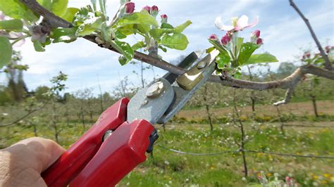 Wann der beste zeitpunkt ist, den obstbaum zu schneiden, hängt von verschiedenen faktoren ab. Jungen Apfelbaum schneiden » Wann & wie macht man das?