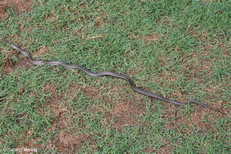 In the south rat snakes are often called chicken snakes because they are usually found around barn yards and have been known to eat eggs and chicks. Eastern Ratsnake