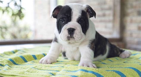 Our application process is not on a first. English Bulldog Mix.Meet Max a Puppy for Adoption.