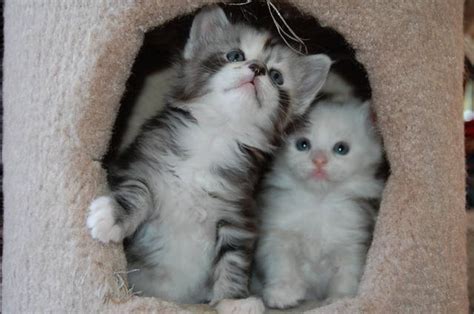 Find a lonely kitten a home. Adorable Maine Coon kittens the Gentle Giants FOR SALE ...