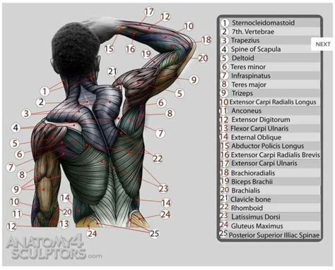 The back comprises the dorsal part of the neck and the torso (dorsal body cavity) from the occipital bone to the top of the tailbone. Pin by Malcolm on figure reference | Anatomy reference, Anatomy for artists, Anatomy back